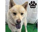 Adopt Cleveland a Tan/Yellow/Fawn Chow Chow / Husky / Mixed dog in Tangent