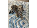 Adopt Luna a Brindle Dachshund / Mixed dog in Mission Viejo, CA (37621092)