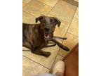 Adopt Flint a Brown/Chocolate - with Tan Catahoula Leopard Dog / Mixed dog in