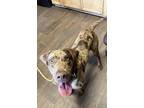 Adopt Scout a Catahoula Leopard Dog / Mixed dog in Opelousas, LA (37617960)