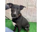 Adopt KELLEY a Black Mastiff / Mixed Breed (Large) / Mixed dog in Tangent