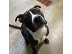 Adopt Boxter a Black Pit Bull Terrier / Mixed dog in Eureka Springs