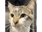 Adopt Tostito a White Domestic Shorthair / Mixed cat in West Olive