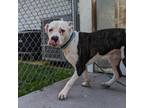 Adopt Hot Wheels a Brindle Pit Bull Terrier / Mixed dog in Lyndhurst