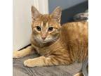 Adopt Curious George a Orange or Red Domestic Shorthair / Mixed cat in