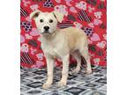 Adopt Scamp a White - with Gray or Silver Great Pyrenees / Shepherd (Unknown