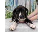 Adopt SHAE a Black Mixed Breed (Large) / Mixed dog in Tangent, OR (37620455)