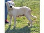 Adopt Lady a White Great Pyrenees / Labrador Retriever / Mixed dog in Talladega