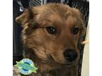 Adopt Otto a Tan/Yellow/Fawn Mixed Breed (Medium) / Mixed dog in Las Cruces