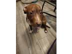 Adopt Ace a Red/Golden/Orange/Chestnut - with White Cane Corso / Mixed dog in