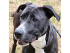 Adopt Jade a Black Pit Bull Terrier / Mixed dog in Chatham, VA (37620354)