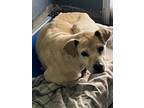Adopt Lucky a Tan/Yellow/Fawn Boxer / Mixed dog in Shawnee, OK (37620306)