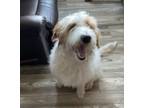 Adopt Rocky a White - with Tan, Yellow or Fawn Labradoodle / Mixed dog in Union