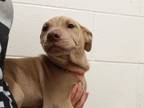 Adopt Wrinkles a Red/Golden/Orange/Chestnut Shar Pei / German Shepherd Dog /