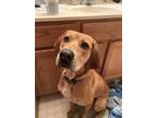 Adopt Doe a Red/Golden/Orange/Chestnut Redbone Coonhound / Mixed dog in