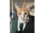 Adopt Rusty a Orange or Red American Shorthair / Mixed cat in San Jose