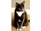 Adopt Stormy a Gray or Blue (Mostly) American Shorthair / Mixed (short coat) cat