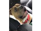 Adopt Diesel a Brown/Chocolate - with White American Pit Bull Terrier / Terrier