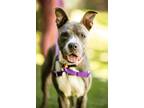 Adopt Sammy a Gray/Blue/Silver/Salt & Pepper American Pit Bull Terrier / Mixed