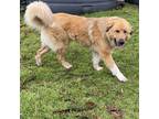 Adopt SUNNY a Red/Golden/Orange/Chestnut Great Pyrenees / Mixed Breed (Large) /