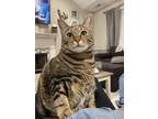 Adopt Trixie a Gray, Blue or Silver Tabby American Shorthair / Mixed (short