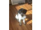 Adopt Cooper a Black - with White Otterhound / Akita dog in Dallas