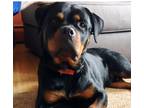 Adopt Thor a Black - with Tan, Yellow or Fawn Rottweiler / Mixed dog in