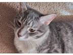 Adopt Ash a Gray, Blue or Silver Tabby American Shorthair / Mixed (short coat)