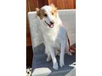Adopt Huck a White - with Brown or Chocolate Whippet / Hound (Unknown Type) /