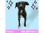 Adopt Precious a Brindle American Pit Bull Terrier / Labrador Retriever / Mixed