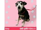 Adopt Dory a Black Terrier (Unknown Type, Small) / Mixed dog in Gray