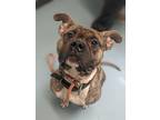 Adopt Cheeseburger a American Pit Bull Terrier / Mixed dog in Portsmouth