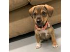 Adopt Max a Brown/Chocolate Labrador Retriever / Black Mouth Cur / Mixed dog in