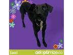 Adopt Lucci a Black Labrador Retriever / American Pit Bull Terrier / Mixed dog