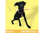 Adopt Rihanna a Black Labrador Retriever / Mixed dog in Gray, LA (37618977)
