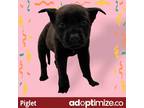 Adopt Piglet a Black Labrador Retriever / Chow Chow / Mixed dog in Gray