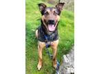 Adopt Coco a Black Doberman Pinscher / Rottweiler / Mixed dog in Woodinville
