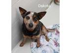 Adopt Dakota a Black Australian Cattle Dog / Mixed dog in Atchison