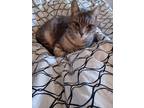 Adopt LuLu a Gray, Blue or Silver Tabby Domestic Shorthair / Mixed cat in
