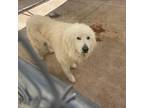 Adopt Bama a Tan/Yellow/Fawn Mixed Breed (Large) / Mixed dog in Gadsden
