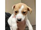Adopt Joop a Tan/Yellow/Fawn Mixed Breed (Small) / Mixed dog in Gadsden