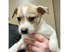Adopt Jock a Tan/Yellow/Fawn Mixed Breed (Small) / Mixed dog in Gadsden