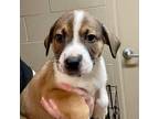 Adopt Jimi a Tan/Yellow/Fawn Mixed Breed (Small) / Mixed dog in Gadsden