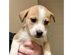 Adopt Jolie a Tan/Yellow/Fawn Mixed Breed (Small) / Mixed dog in Gadsden