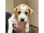 Adopt Joni a Tan/Yellow/Fawn Mixed Breed (Small) / Mixed dog in Gadsden