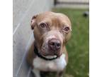 Adopt ROCKO a Brown/Chocolate Pit Bull Terrier / Mixed dog in Greensboro