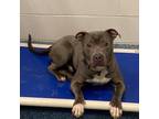 Adopt BILLY a Gray/Silver/Salt & Pepper - with Black Pit Bull Terrier / Mixed