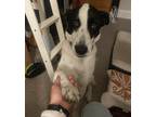 Adopt Alfie a White - with Black Canaan Dog / Mixed dog in Berkeley