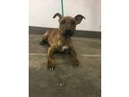 Adopt 51746002 a Brown/Chocolate Labrador Retriever / Mixed dog in El Paso