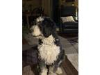 Adopt Jax a Black - with White Bernese Mountain Dog / Poodle (Standard) / Mixed